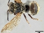 Epeolus luteipennis image