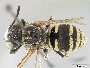 Triepeolus antiguensis image