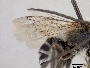Tetraloniella flavifasciata image