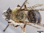 Image of Peponapis crassidentata