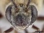 Peponapis crassidentata image