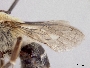 Peponapis crassidentata image