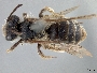 Andrena subtrita image