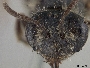 Andrena subtrita image