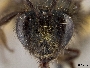 Andrena subdepressa image