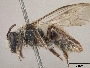 Andrena dissimulans image