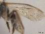 Andrena dissimulans image