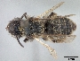 Andrena misella image