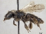 Andrena misella image