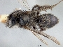 Image of Andrena caliginosa