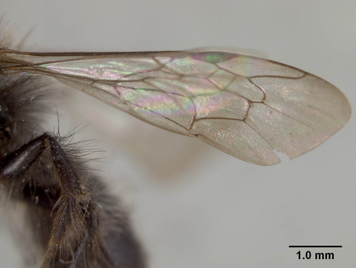 Andrena caliginosa image