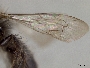 Andrena caliginosa image