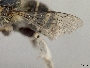 Anthophora squammulosa image