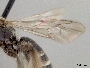 Andrena lativentris image