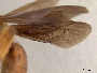 Andrena dolomellea image