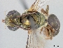 Lasioglossum nummatum image