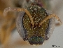 Lasioglossum aurigerum image