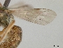 Lasioglossum aurigerum image