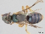 Lasioglossum vexator image