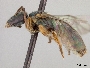 Lasioglossum vexator image