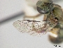 Lasioglossum subexterum image