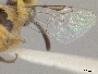 Perdita nigricornis image
