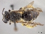 Andrena virginiana image