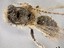 Andrena wilkella image