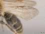 Andrena wilkella image