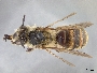 Andrena fulminoides image