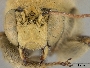 Anthophora perlustrata image