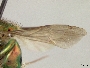 Euglossa gorgonensis image