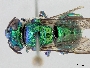 Image of Euglossa crassipunctata