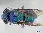 Image of Euglossa cyanaspis