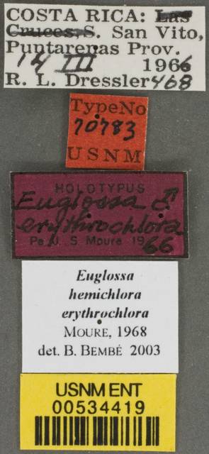 Euglossa erythrochlora image
