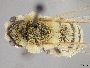 Andrena sulcata image