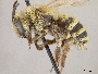 Andrena sulcata image