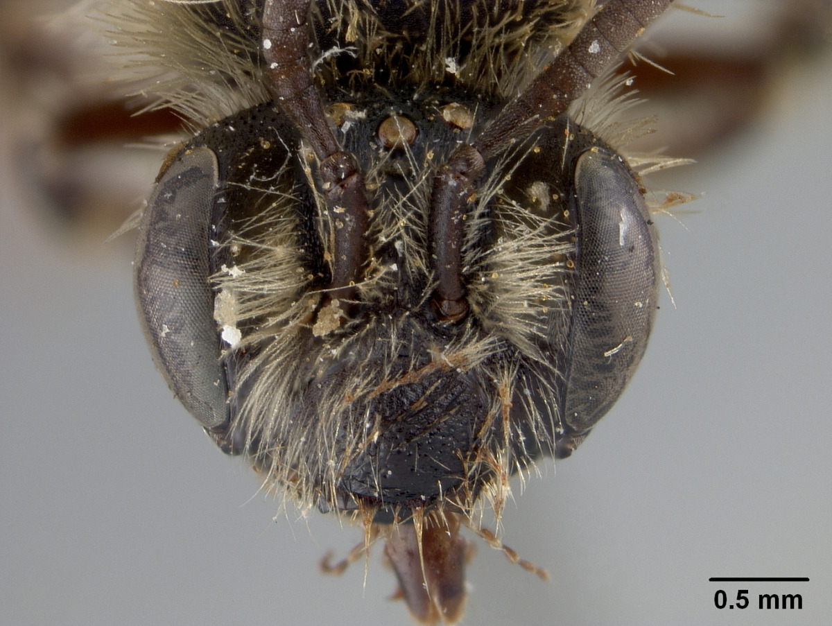 Andrena rodilla image