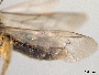Andrena rodilla image