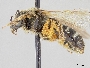 Lasioglossum zonulum image