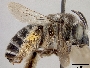 Melissodes apicatus image