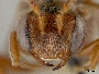 Nomada seneciophila image
