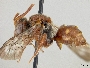 Nomada seneciophila image