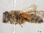 Andrena notophila image
