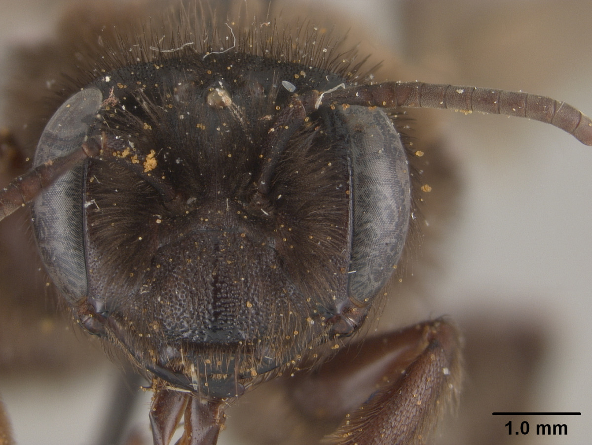 Andrena assimilis image