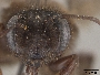 Andrena assimilis image
