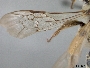 Andrena flavipes image
