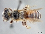 Image of Capicola rufiventris