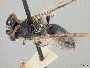 Andrena nida image
