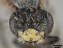 Andrena nida image